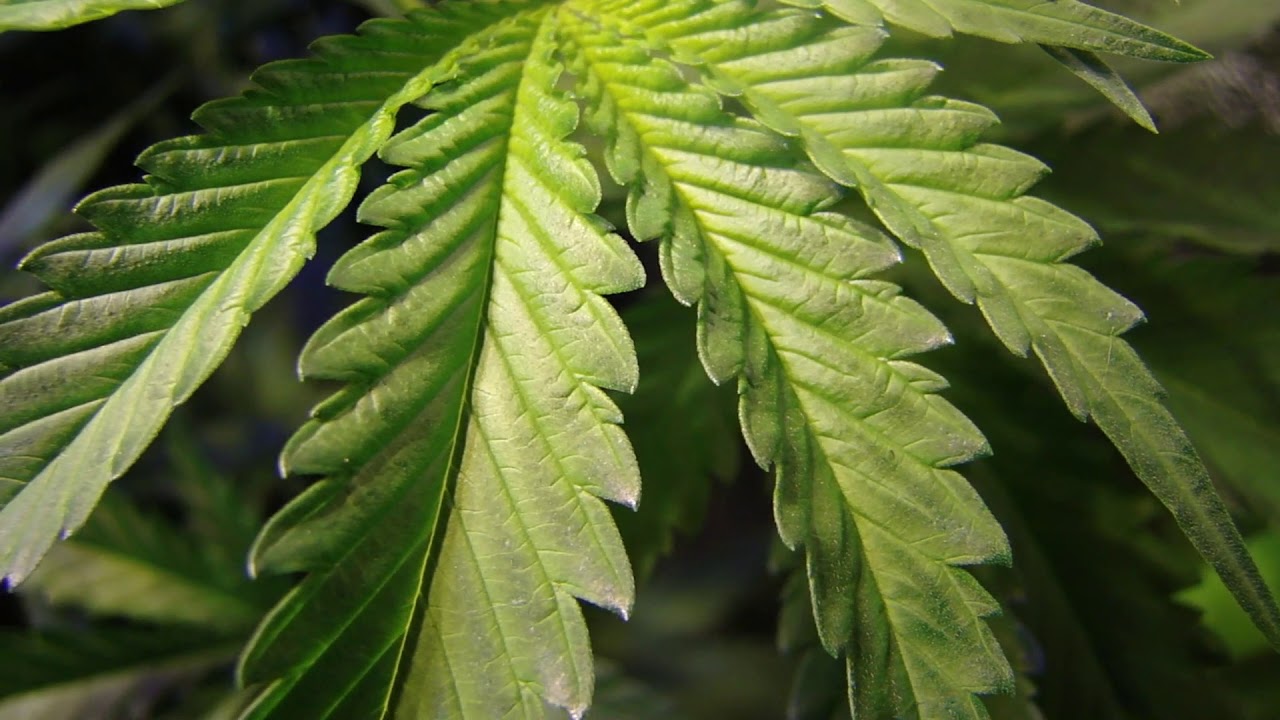 ORIGINAL AMNESIA INDOOR