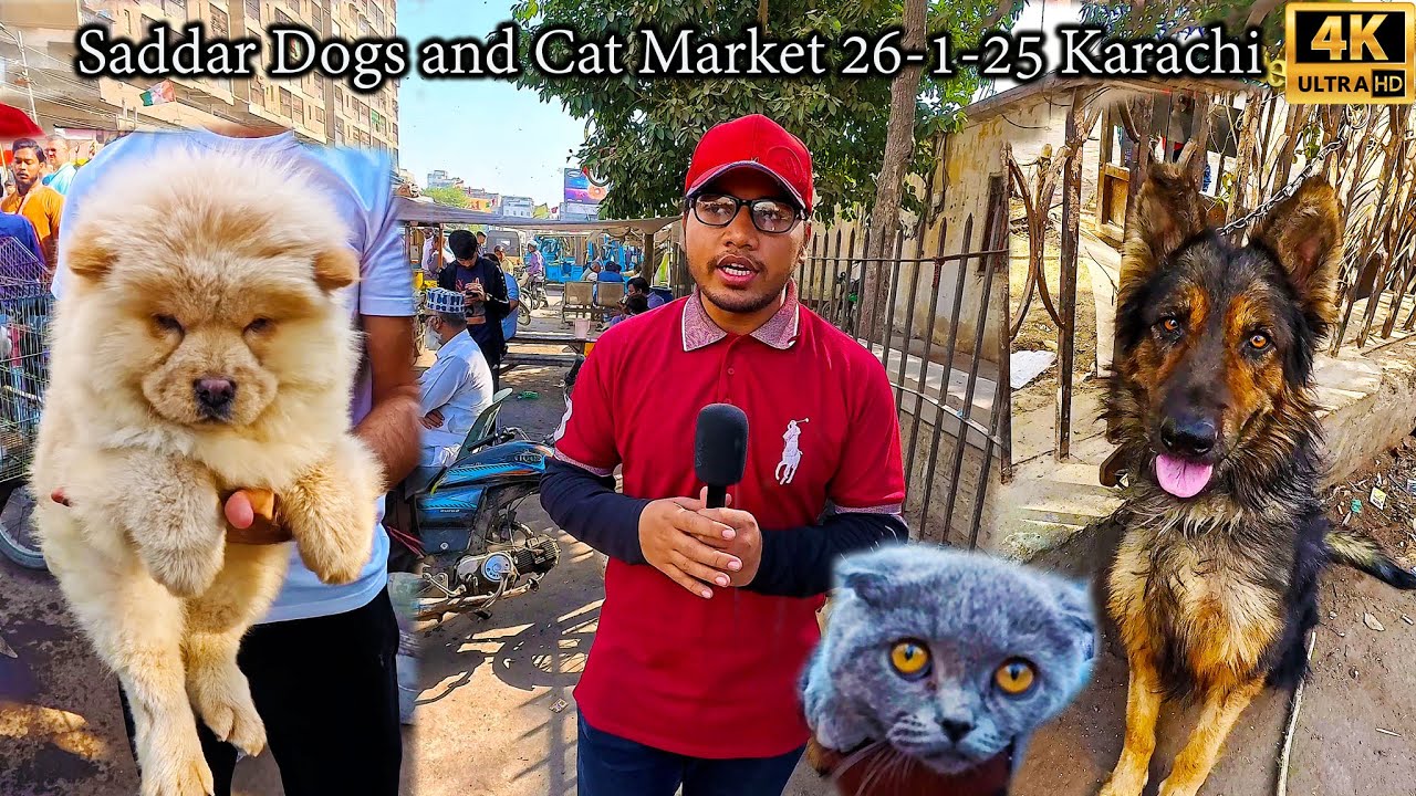 Rare and Unique Exotic Dogs and Cats Market 26-1-25 Saddar Karachi Latest Updates