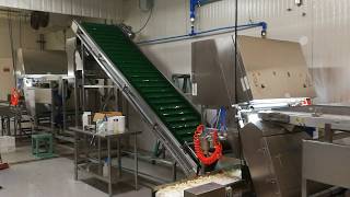 Fresh Garlic Color Sorting by Meyer sorter