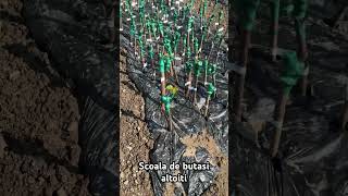 Scoala de butasi altoiti - 2026