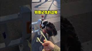 这只边牧特别的记仇！#sports #短视频  #有趣#趣事