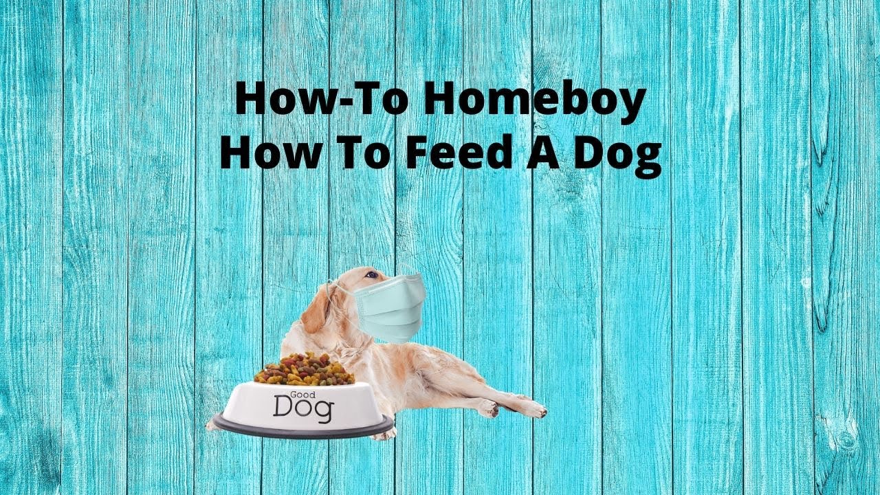 How To Feed A Dog YouTube