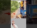 في لحظة صمت على الطريق تحولت الرحلة إلى فوضى عندما ظهر النمر فجأة بجانب السيارة 
