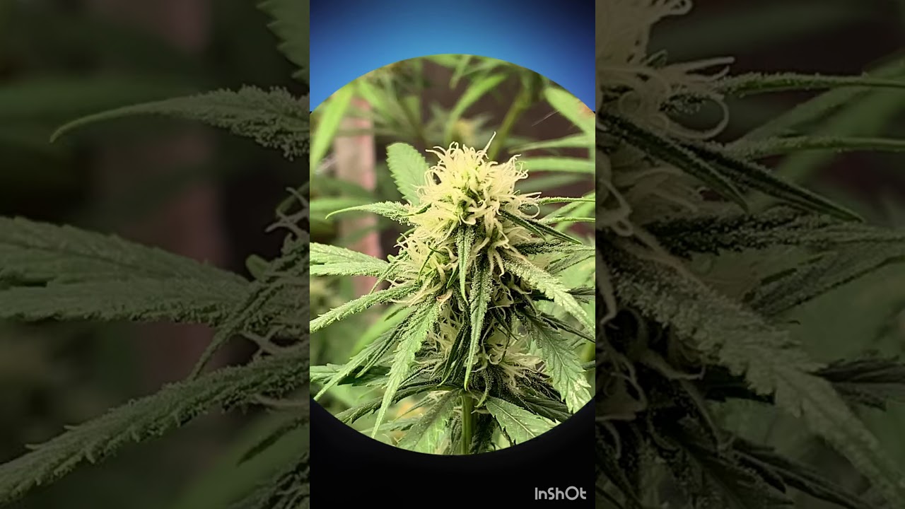 Simple cannabis pollination method 1