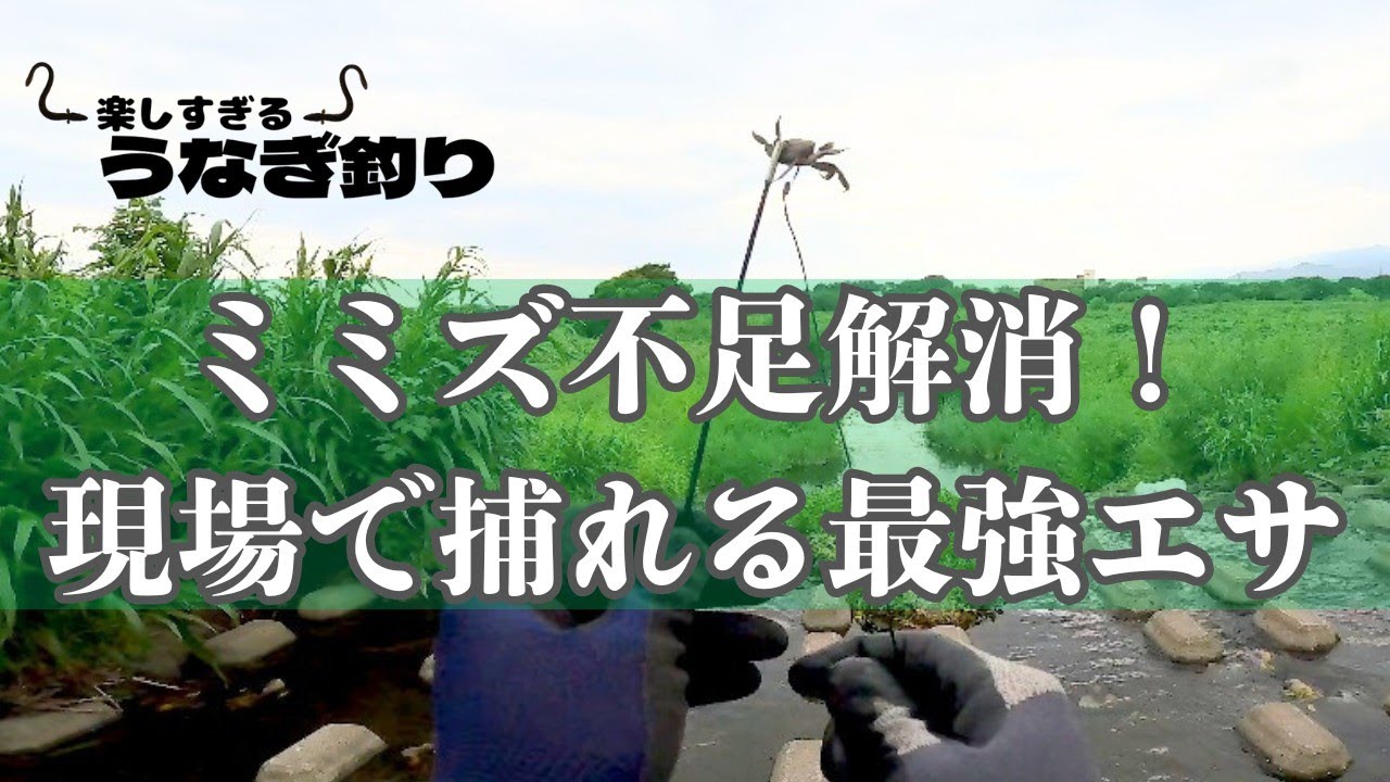 【うなぎ釣り】ミミズの確保が難しいこの時期、現場にいるこの『生き物』がエサ不足の解消となる！！【最強餌】
