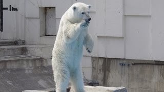 立ち上がって「下さいポーズ」のララ~Polar Bear stood and appealed