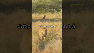 Sư tử cái mang thai mạo hiểm nơi ổ chó hoang