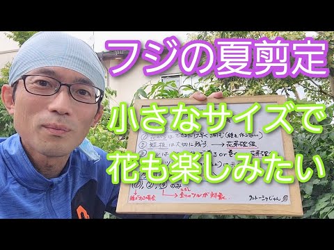 6月の藤の木に今すぐやるべき5つの作業 来年の花を確実に咲かせる方法