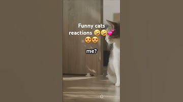 Cat Falls While Sleeping 😹 Funniest Reaction Ever! #catshorts #cuteanimals #funny