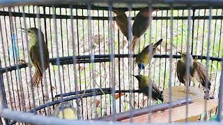 Download Lagu MIKAT BURCIL DI KEBUN SINGKONG MP3