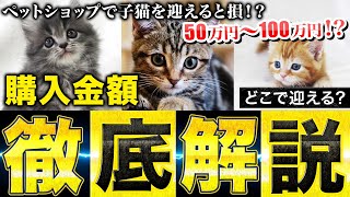 【初心者注意!!】知らないと意外と損する「ペットショップ」と「ブリーダー」の購入価格を徹底解説！ by キャットブリーダー 沢辺 16,991 views 5 months ago 19 minutes