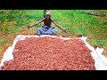 DRY PRAWN RECIPE MAKING | இறாலை கருவாடாக்கி மன்வாசனையில் ருசியான கூட்டு | Village Grandpa Show