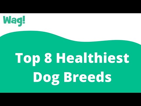 Videó: 8 Az egészségesebb kutyafajták