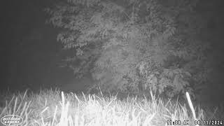 Backyard Trail Camera #28 - Back Mountain,PA - Skunk