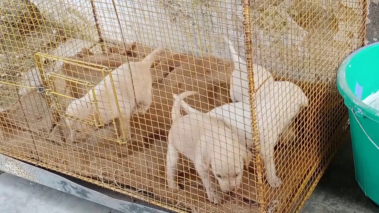 Labrador puppy for sale - YouTube