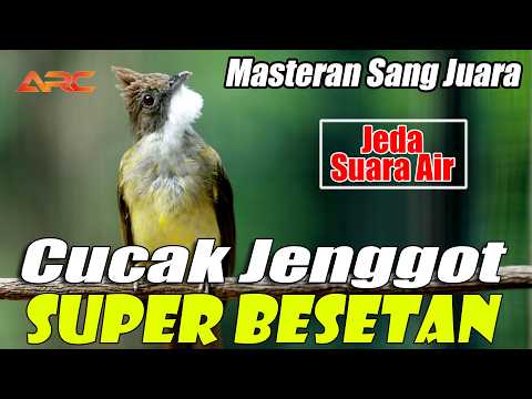MASTERAN CUCAK JENGGOT SUPER MBESET TAJEM | JEDA SUARA AIR AUDIO SUPER JERNIH