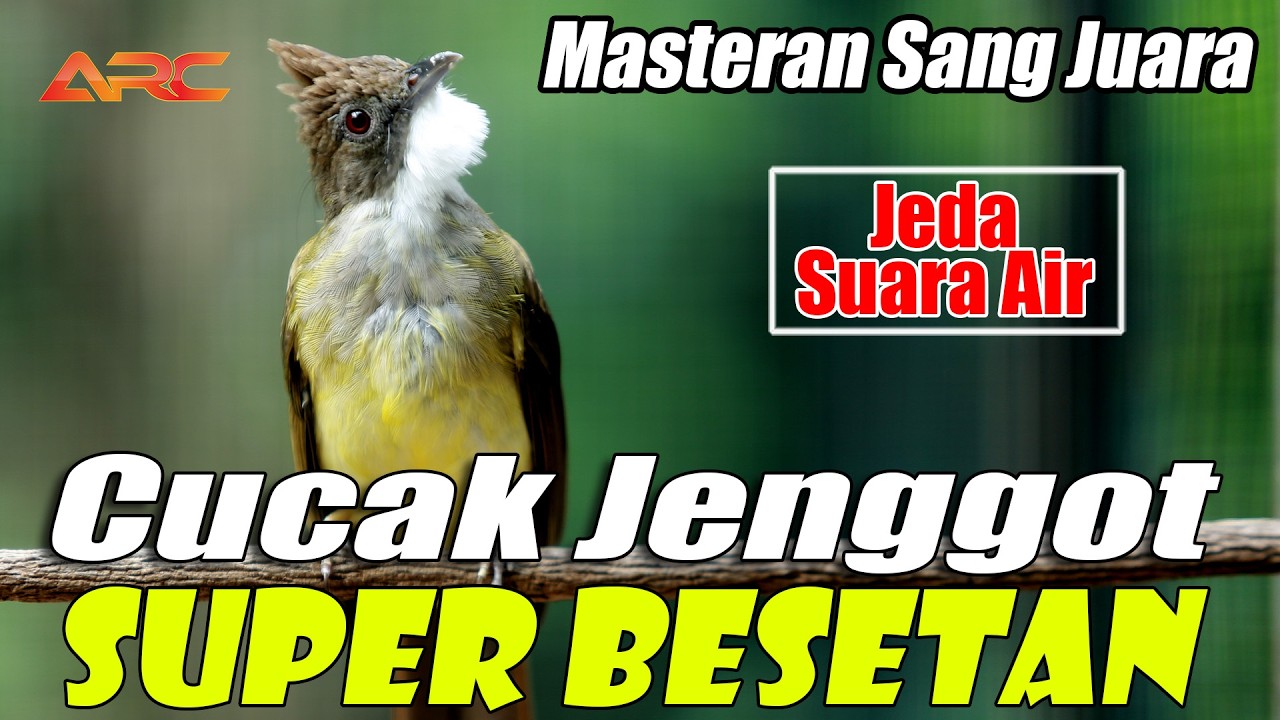 MASTERAN CUCAK JENGGOT SUPER MBESET TAJEM | JEDA SUARA AIR AUDIO SUPER JERNIH