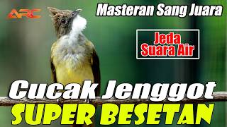 MASTERAN CUCAK JENGGOT SUPER MBESET TAJEM | JEDA SUARA AIR AUDIO SUPER JERNIH