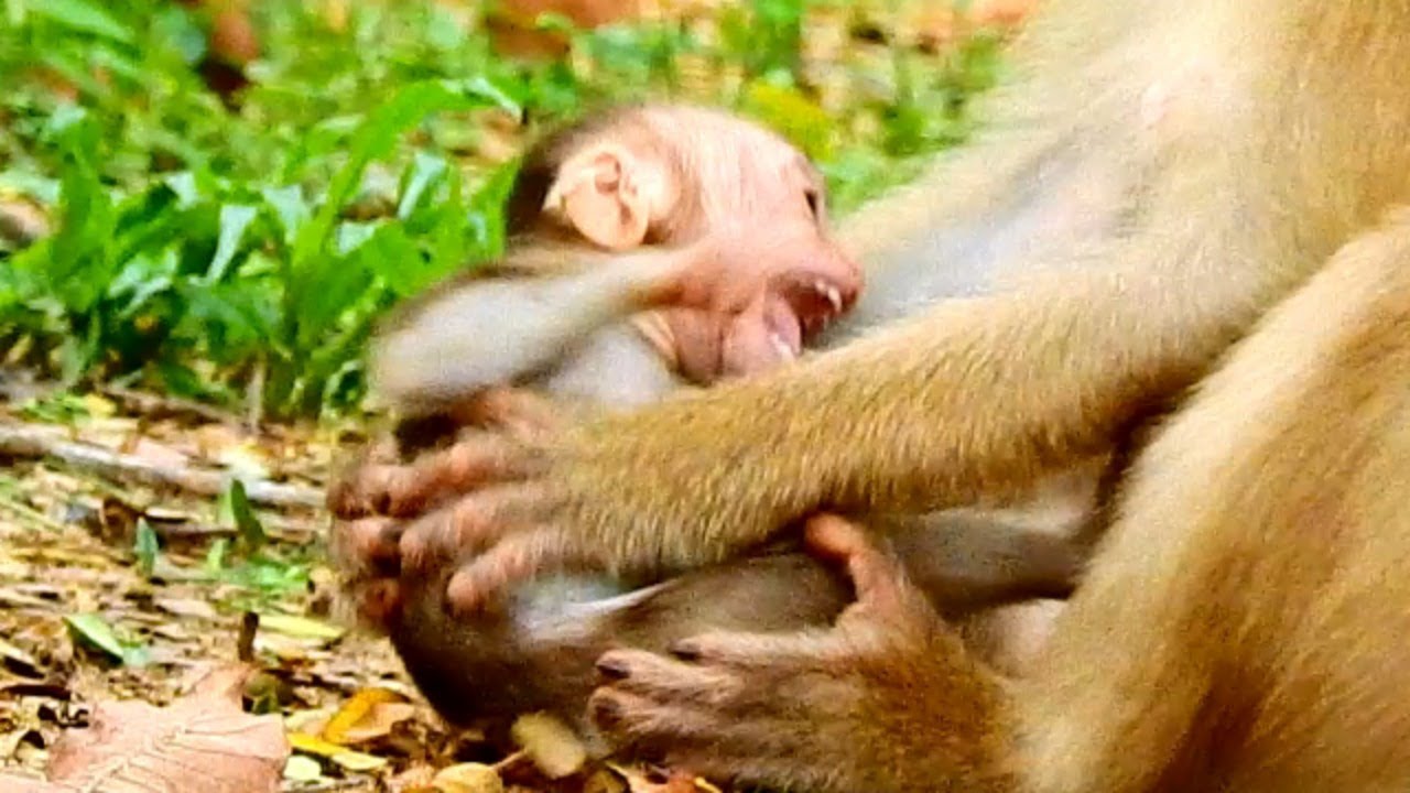 MILLION BREAK HEART WHEN SEE BABY REX CRY LOUDLY \ MUM BITE SO HARD.