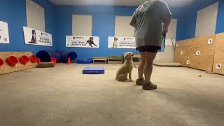 Bear Heel Position, Stay, Roll Over & Spin Advanced Obedience
