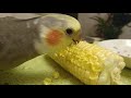 Лакомства для попугаев. Корелла ест кукурузу