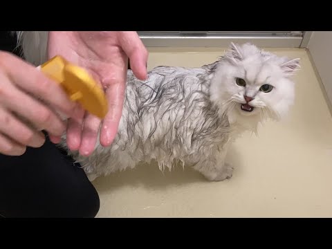 初めてのシャンプーが嫌すぎたペルシャ猫