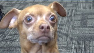 Houston dog missing for 5 years found 1,000 miles away thanks to microchip