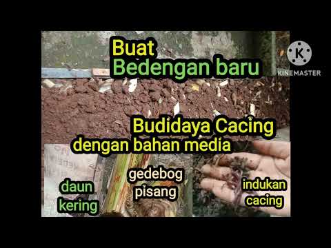 Buat bedengan baru u budidaya cacing.Calon indukan cacing hasil panen perdana