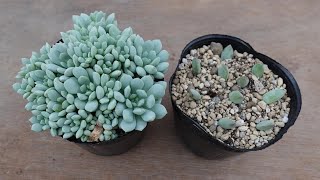 210 [Caring for Leaf Cuttings] For those whose leaf cuttings are