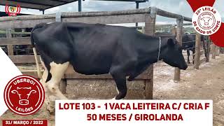 LOTES 101 A 104 - VACAS LEITEIRAS