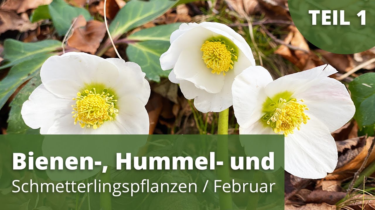 Bienen-, Hummel und Schmetterlingspflanzen / Februar