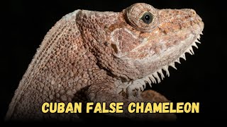 Cuban False Chameleon, Chameleon Species To Keep As Pets Care Sheet Guide For Beginners