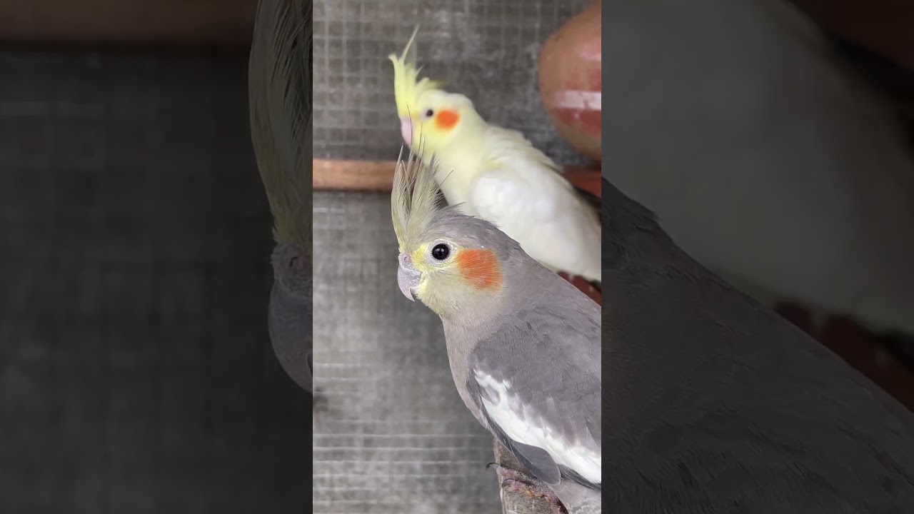 Cockatiel breeding ❤️🥰 cockatiel breed kaise le👀