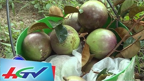 Vú sữa tím Sóc Trăng được xuất đi thị trường Mỹ