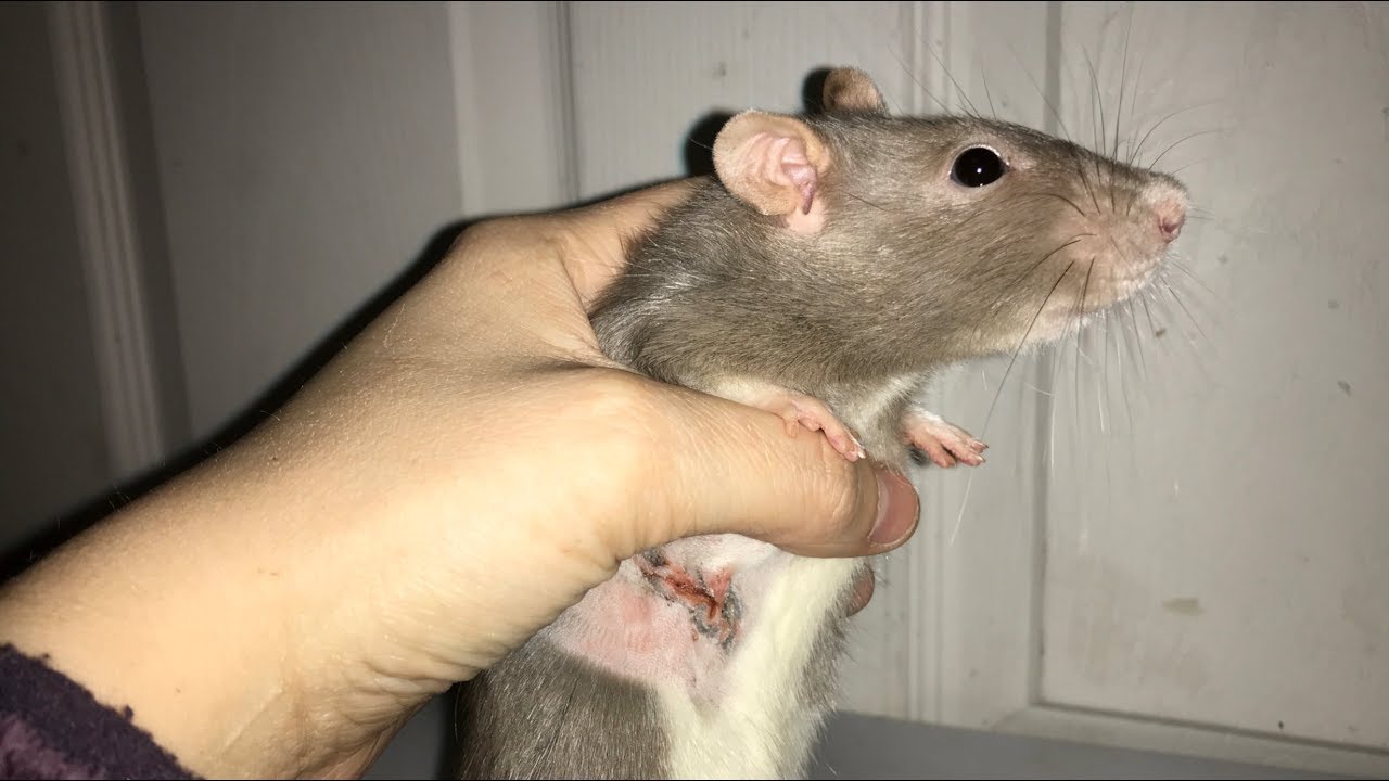 Bean had Tumor Removal Surgery YouTube