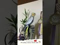 طائر الكروان اخذ وضعية تصوير لمبق المشكلجي 