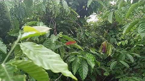 Cận cảnh hai con chuồn chuồn mỹ màu đỏ đẹp tuyệt vời-bé xem con vật