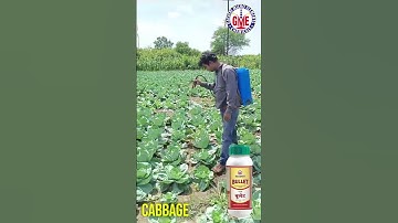 How Bullet Boosts Cabbage Growth | Cabbage crop prevent from various pest | Strong Insecticide