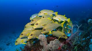 Diving Raja Ampat 2018