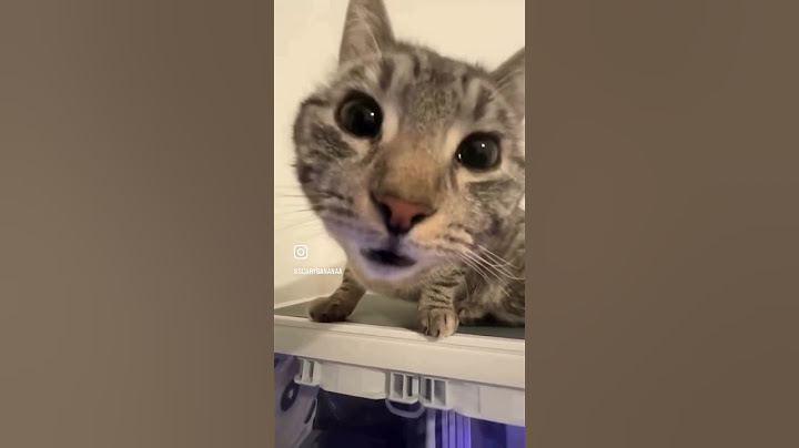 Oh wow. #cat #silly #sillycats #uhoh #mesmerizing