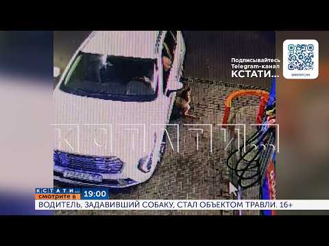 Смотрите сегодня в 19.00 в программе «Кстати»: Водитель, задавивший собаку, стал объектом травли