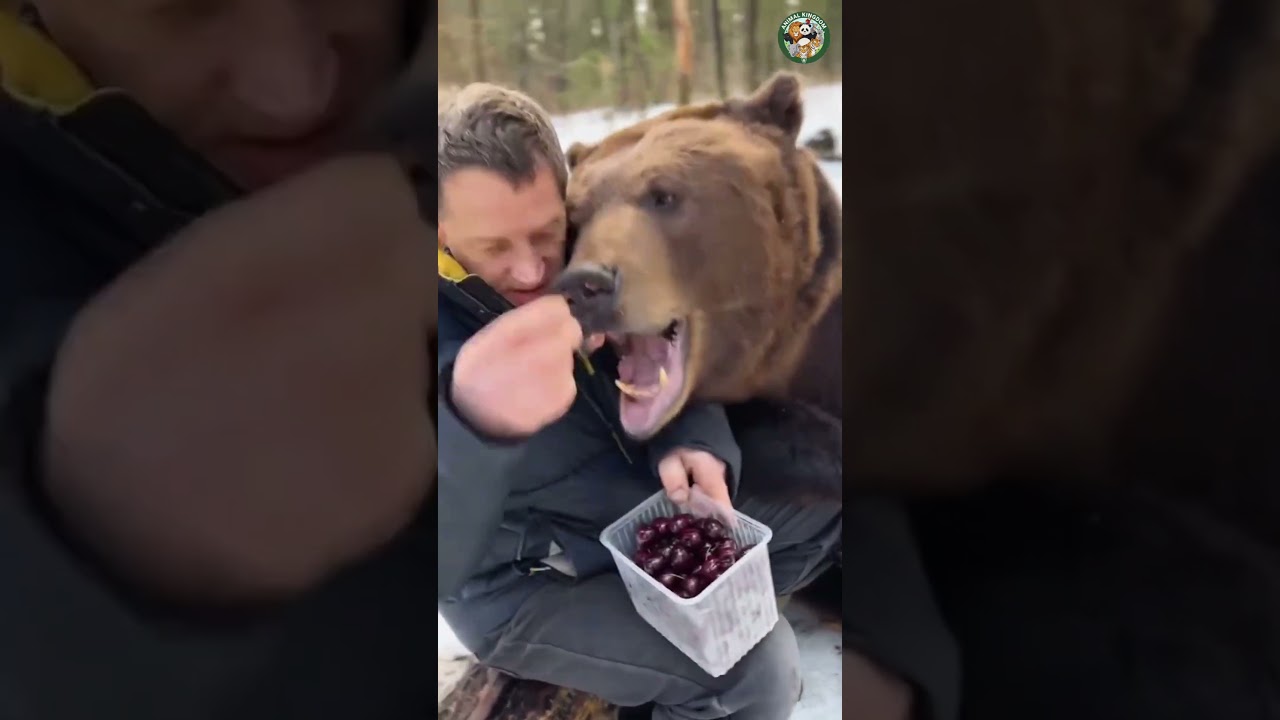 Pet bear cuddles & plays vs wild bear's fierce instincts! 🤯🐻 