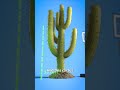 Ref:cu61ElxVFlo Don t shoot a cactus  