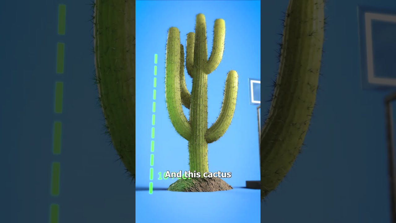 Don T Shoot A Cactus 