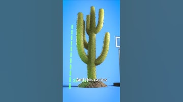 Thumbnail of Don’t Shoot A Cactus 😵