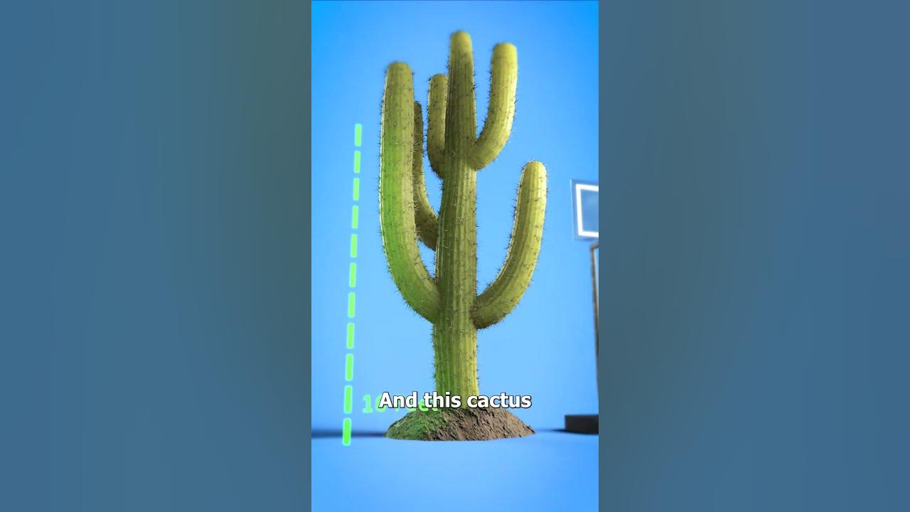 Don’t Shoot A Cactus 😵