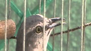 SINSONTE CANTANDO-IMITA CANTO  DE OTROS PAJAROS- ALARMA COCHE- GATO- POLLITO- PITIRRE-LORO- PARTE 2