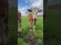 Zwei Schwestern. Kühe 🐄 #natur #nature #schönheit #beauty #love #schwester #kühe