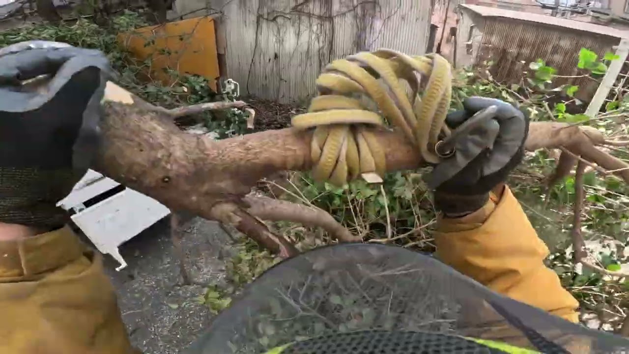 特殊伐採　枯加工