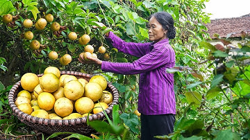 Daily Routine Village life in Vietnamese | Cooking Rural Style Food | Vietnamese Village Life